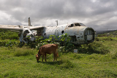 Cow grazing in field in front of a aeroplane wreck against dramatisch sky