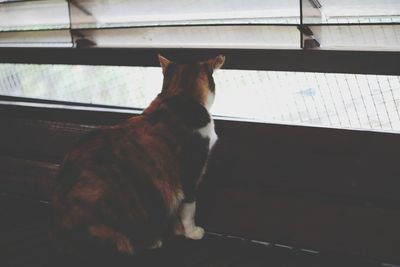Close-up of cat sitting on window