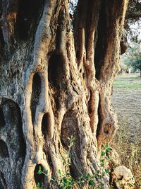 Close-up of tree trunk