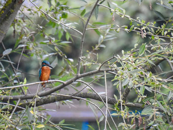 Bird perching on a tree