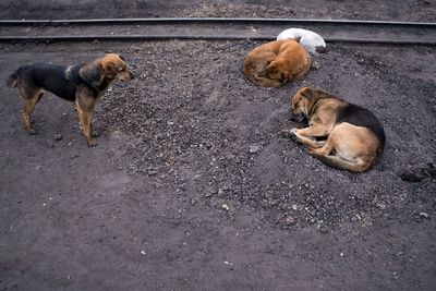High angle view of dogs on street