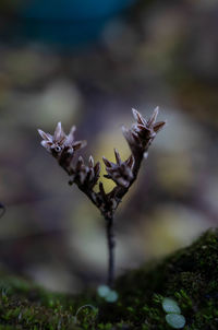 Close-up of flowering plant
