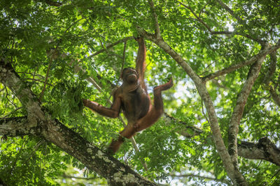 Low angle view of monkey on tree in forest