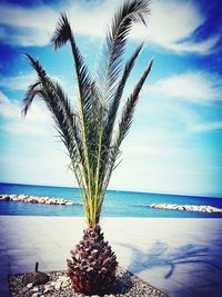 Palm tree by sea against sky