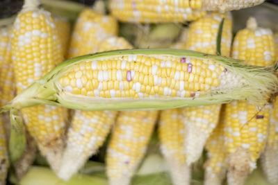 Close-up of corn