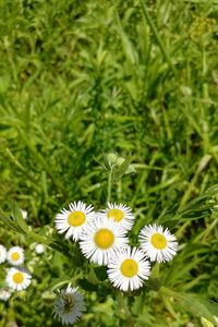 Close-up of white flowers blooming outdoors