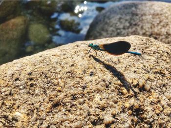 Close-up of insect on rock