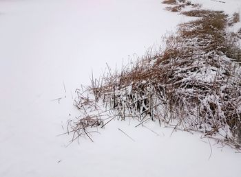 Bare tree on snow covered landscape