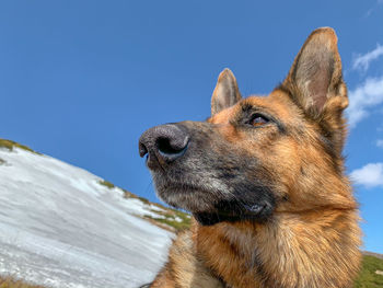 Close-up of a dog looking away