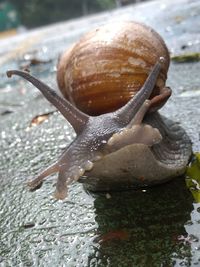 Close-up of snail