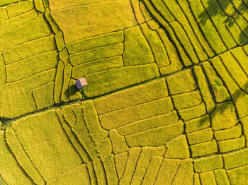 Aerial view of agricultural field