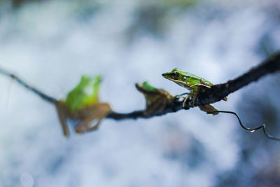 Close-up of leaves on branch against blurred background