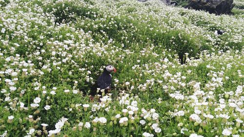 View of flowering plants on field