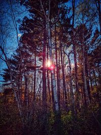 Low angle view of trees in forest against sky