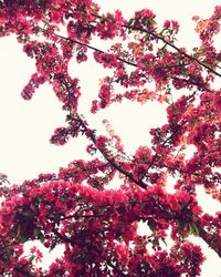 Low angle view of pink flowers