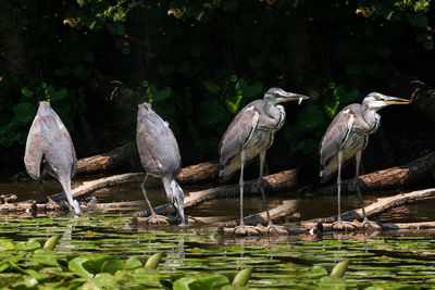 Flock of birds perching on lake