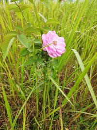 Close-up of pink flowering plants on land