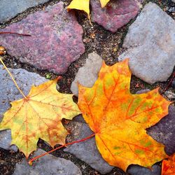 Full frame shot of maple leaves