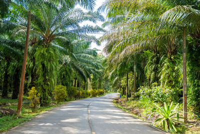 Road amidst palm trees