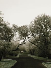 Bare trees on field against clear sky