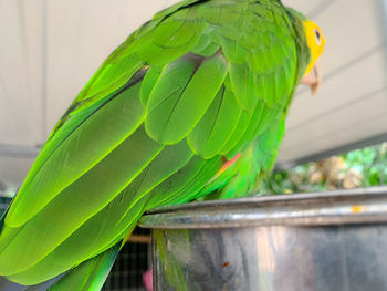 Close-up of parrot perching in cage