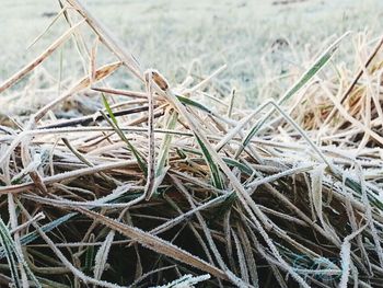 Close-up of plant in field