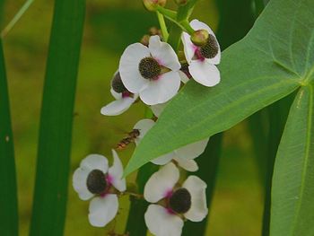 Close-up of flowers