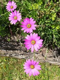 High angle view of pink flowering plants