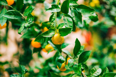 Close-up of fruits growing on tree