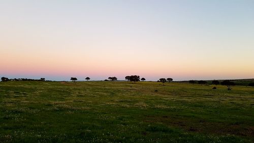 Horses grazing on field against clear sky