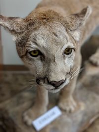 Close-up portrait of cat