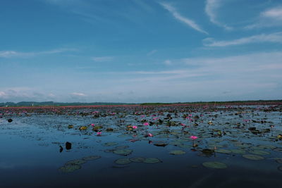 Lotus water lilly  in the lake at thale noi wetland ,phatthalung. thailand