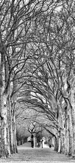 Bare trees in park