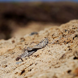 Close-up of insect on rock