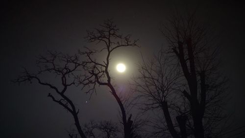 Low angle view of bare trees against sky at night