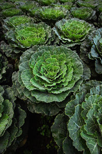 High angle view of green leaves on plant