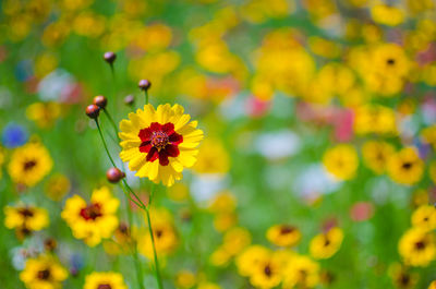 Close-up of yellow flowering plant