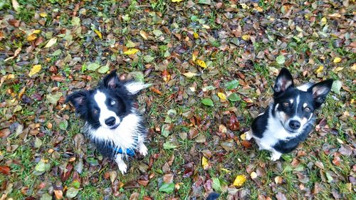 High angle portrait of dog on field during autumn