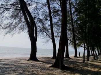 Trees at beach against sky