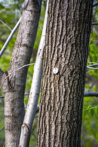 Close-up of tree trunk