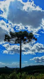 Low angle view of trees on field against blue sky