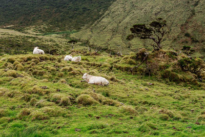 Sheep grazing in a field