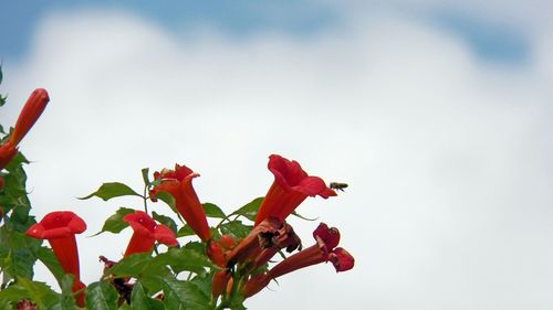 Low angle view of red flowering plant against sky