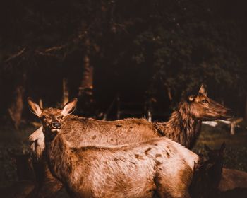 Close-up of deer standing on field