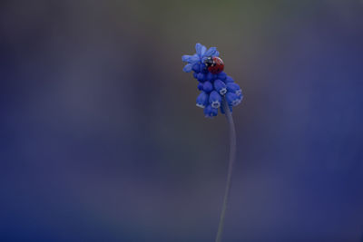 Ladybug on muskari flower on blurred background