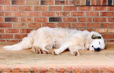 White dog sleeping on brick wall