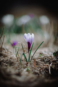 Close-up of purple crocus flowers on field