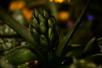 Close-up of plant at night