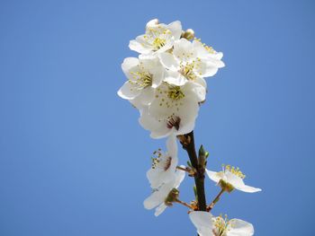 Low angle view of cherry blossoms against clear blue sky