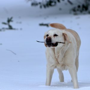 Close-up of dog standing on snow